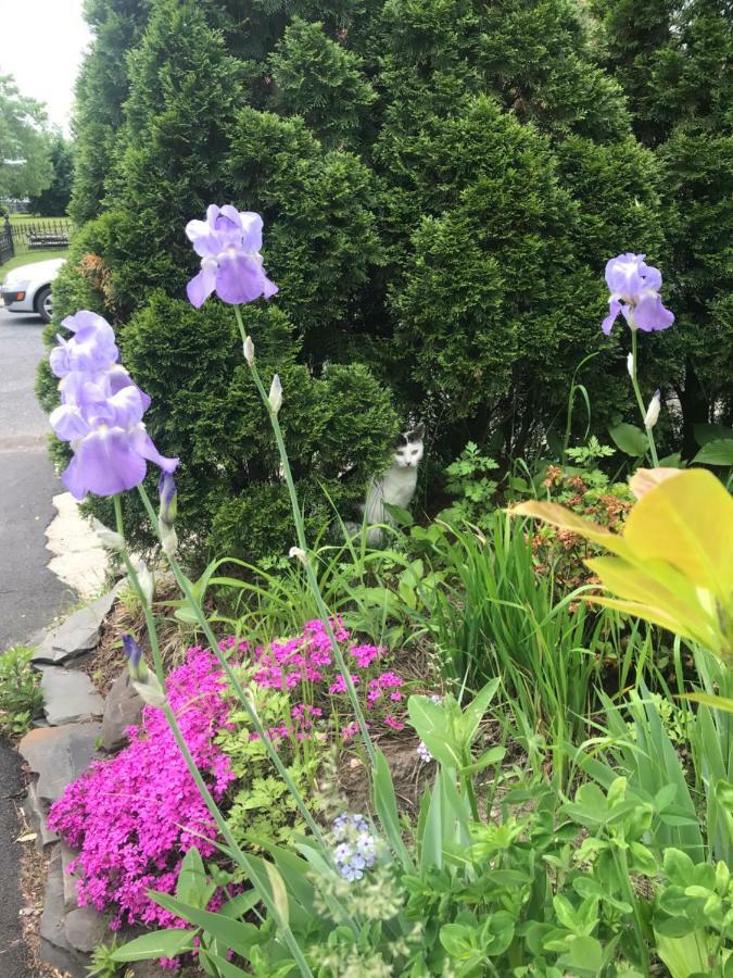 Bel'S Inn Bed And Breakfast Kingston Bagian luar foto